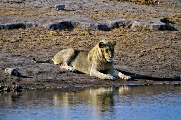 León acostado cerca de un pozo de agua en el parque nacional etosha namibia africa —  Fotos de Stock