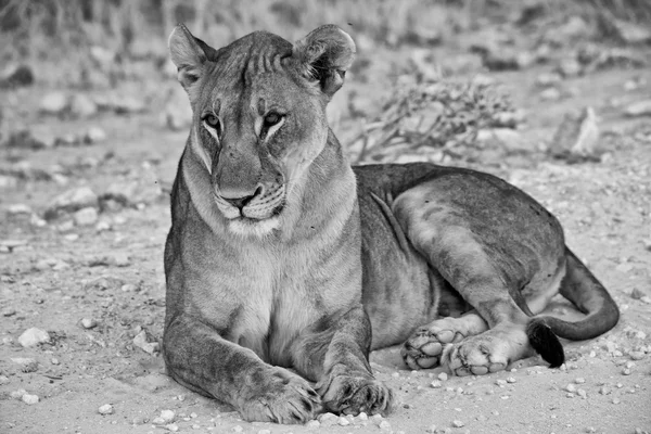 躺在埃托沙国家公园纳米比亚非洲母狮 — 图库照片