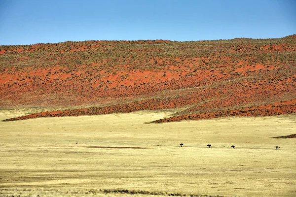 Namibrand réserve naturelle dans le parc national namib naukluft namibia africa — Photo