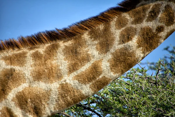 Pescoço de uma girafa no parque nacional de etosha namibia — Fotografia de Stock