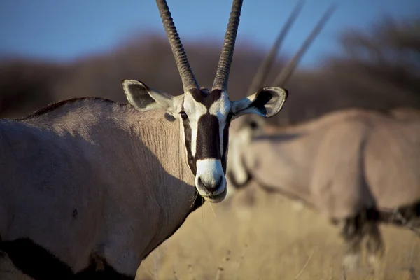 Oryx z bliska w parku narodowym etosha namibia — Zdjęcie stockowe