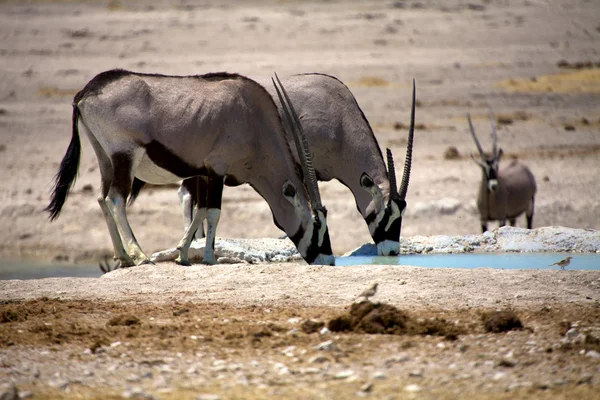Oryx drinking in a waterhole in etosha national park namibia — Stock Photo, Image