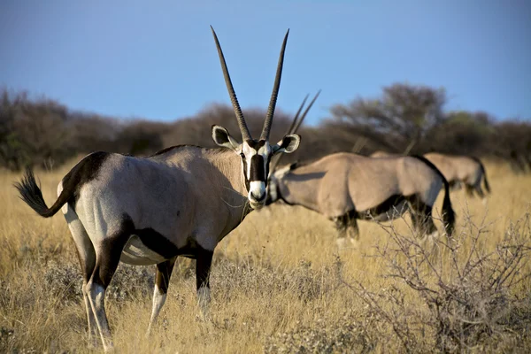 Oryx mangiare erba nel Parco Nazionale di Etosha Namibia — Foto Stock