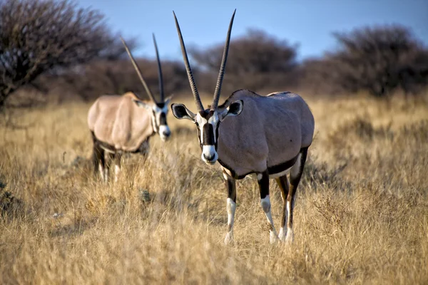 Орикс в Национальном парке Этоша Намибия — стоковое фото