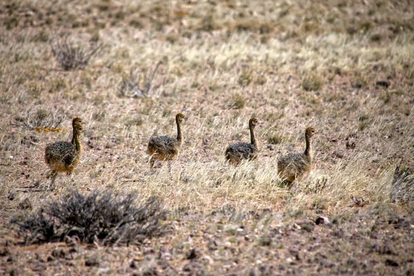 Cachorro de avestruz cerca del parque nacional Luderitz sperrgebiet namibia africa —  Fotos de Stock
