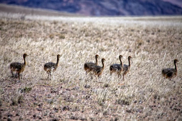 Cachorro de avestruz cerca del parque nacional Luderitz sperrgebiet namibia —  Fotos de Stock