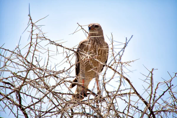 Ovambo sparrowhawk no parque nacional de etosha namibia — Fotografia de Stock