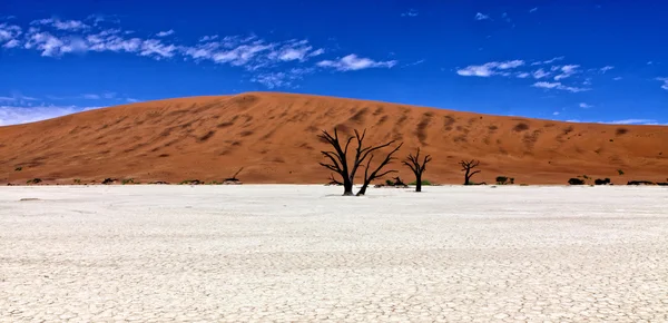 Panorámica de árboles muertos frente a una duna naranja en deadvlei namib naukluf —  Fotos de Stock
