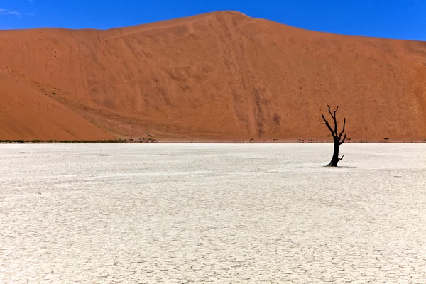 Panoramic of deadvlei in the namib naukluft national park namibia africa — Stock Photo, Image