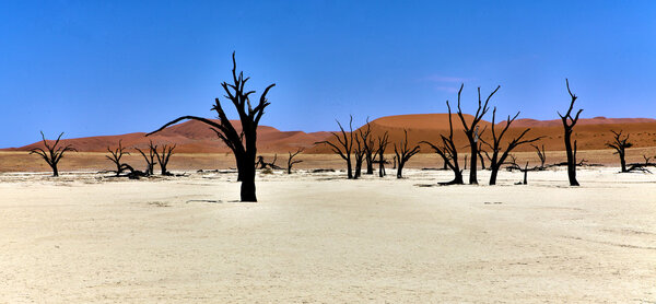 Panoramic of deadvlei in the namib naukluft national park namibia