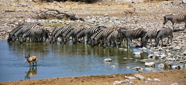 オコーケジョ国立公園ナミビア アフリカでシマウマ飲料水のパノラマ — ストック写真