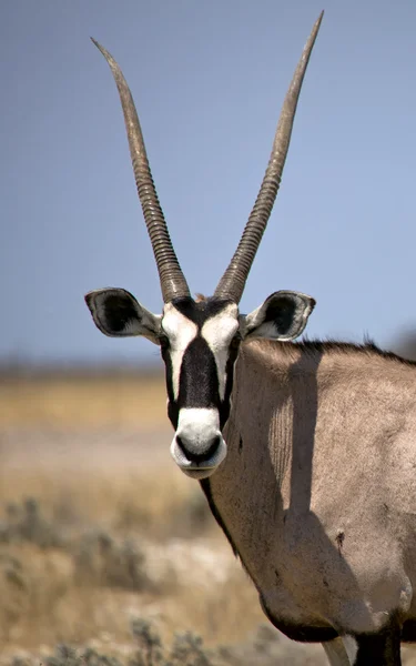 Portret oryx w parku narodowym etosha namibia — Zdjęcie stockowe