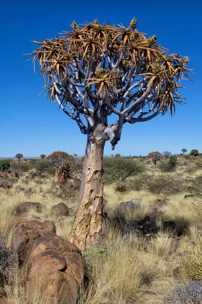 Quiver tree at the Quiver tree forest Namibia — Stock Photo, Image