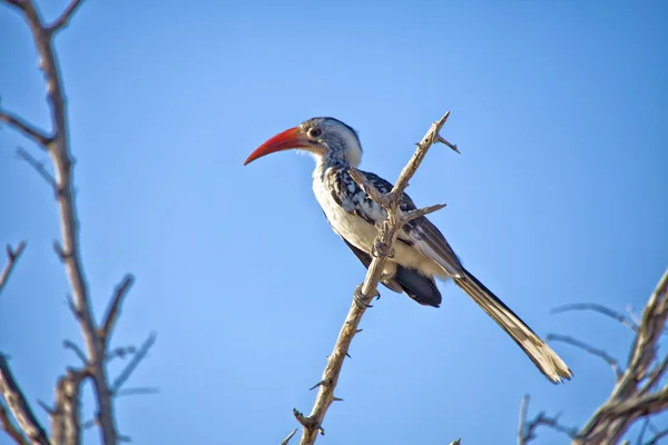 Hornbill vermelho-faturado em uma árvore no parque nacional de etosha namibia — Fotografia de Stock