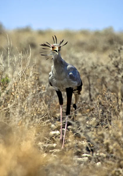 Secretário pássaro close-up no parque nacional de etosha namibia — Fotografia de Stock