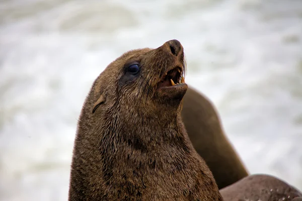 Sello en la playa en la reserva de la foca transversal del cabo cerca de la costa del esqueleto —  Fotos de Stock