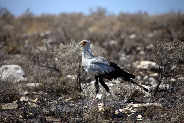Pássaro secretário no parque nacional de etosha namibia — Fotografia de Stock