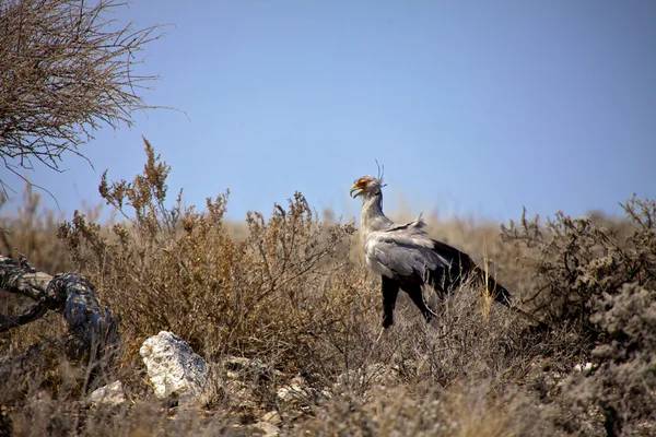 Sekretär vogel im etosha nationalpark namibia — Stockfoto