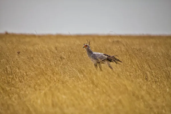 Sekretarz ptak w wysokiej trawie w parku narodowym etosha namibia — Zdjęcie stockowe