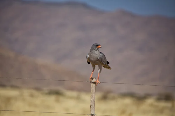 Southern Pale Singing Habicht im namib naukluft Nationalpark namibia — Stockfoto