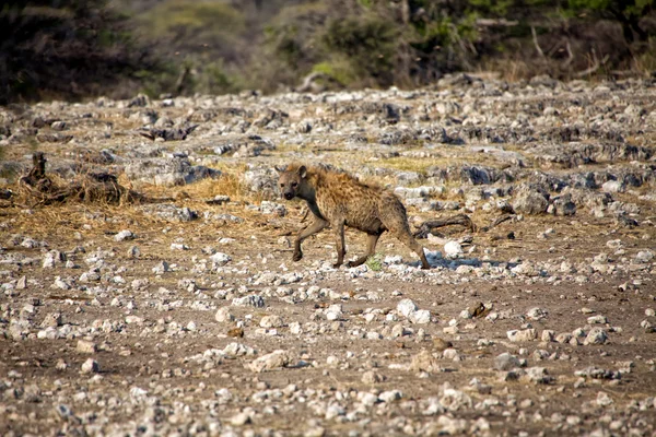 Etkin Milli Parkı Namibya Afrika benekli hyaena — Stok fotoğraf