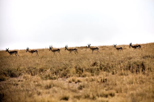 Springboks w parku narodowym etosha namibia — Zdjęcie stockowe