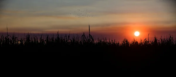 Puesta de sol en el parque nacional de etosha — Foto de Stock