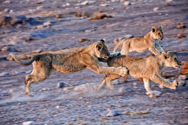 Tři lvíčat hrát na etosha národní park Namibie Afrika — Stock fotografie