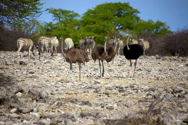 Три страуса в национальном парке Этоша Намибия — стоковое фото
