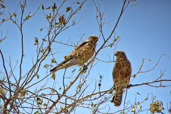 Namibya iki yırtıcı kuşlar etkin Ulusal Parkı — Stok fotoğraf