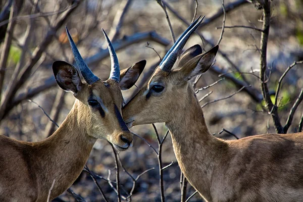 Due impala nera affrontata nel parco nazionale di Etosha — Foto Stock
