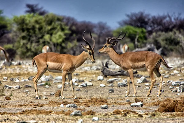 Dos impala de cara negra cerca de un pozo de agua en el parque nacional etosha namibia —  Fotos de Stock