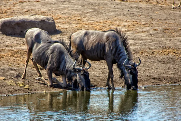 Two blue wilebeest drinking in a waterhole at etosha national park namibia — Stock Photo, Image