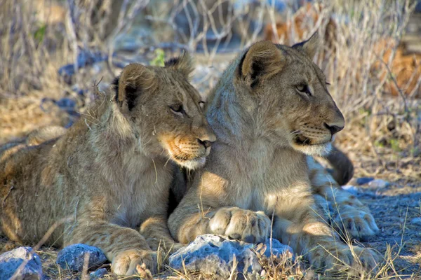 Dois irmãos filhotes de leão no parque nacional de etosha namibia áfrica — Fotografia de Stock