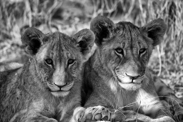 Két testvér oroszlán kölyke az etosha nemzeti parkban Namíbia — Stock Fotó