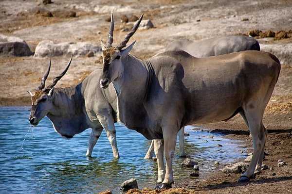 Two eland drinking in a waterhole at etosha national park namibia africa — Zdjęcie stockowe