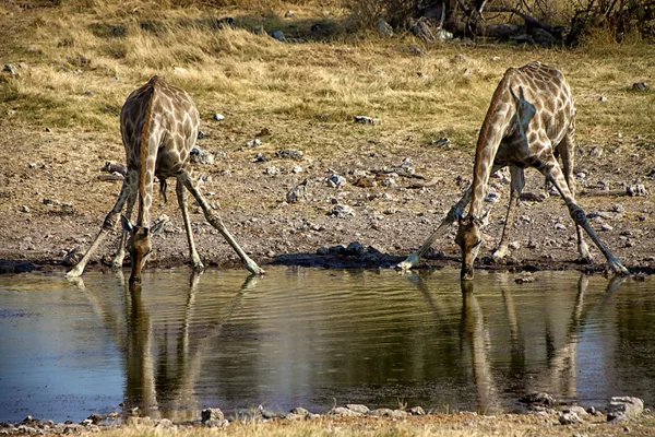 Dwa picia żyrafa w waterhole w etosha national park namibia Afryka — Zdjęcie stockowe