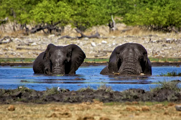 Dwa słonie pływać w waterhole w Narodowym etosha namibia parku — Zdjęcie stockowe