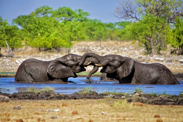 Dwa słonie bawiące się w wodzie w Narodowym etosha namibia parku — Zdjęcie stockowe