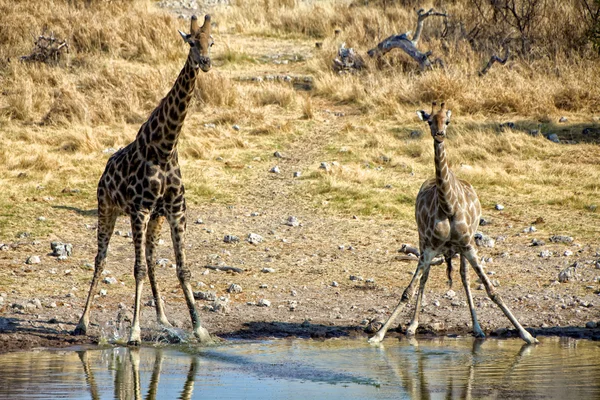 Dos jirafas cerca de un pozo de agua en el parque nacional etosha namibia africa —  Fotos de Stock