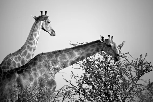 两个长颈鹿吃一棵树在埃托沙国家公园纳米比亚 — 图库照片