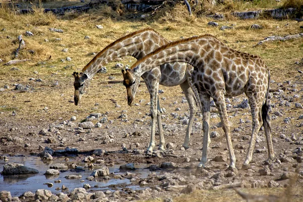 Deux girafes près d'un trou d'eau à etosha namibia parc national — Photo
