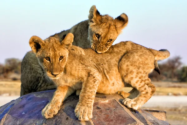 Két oroszlán kölykeit, a chudob például víznyelő etosha Namíbia Afrikában: — Stock Fotó