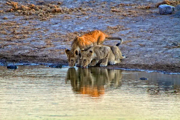 Två lejon unge dricka i ett vattenhål på etosha national park namibia — Stockfoto