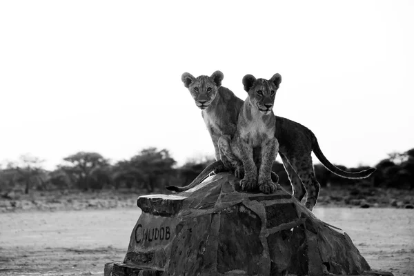 Két oroszlán kölykeit, a chudob például víznyelő az etosha nemzeti parkban Namíbia Afrikában — Stock Fotó