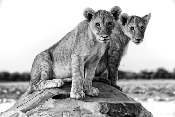 Två lejon ungar på chudob vattenhål på etosha namibia africa — Stockfoto