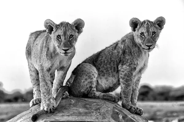 Dos cachorros de león en el pozo de agua chudob en el parque nacional etosha namibia — Foto de Stock