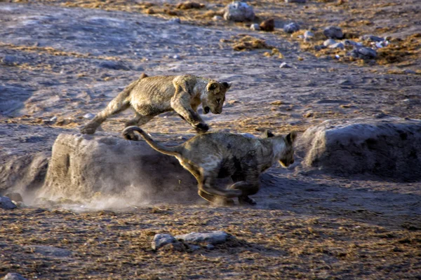 两只幼狮在埃托沙国家公园纳米比亚的战斗 — 图库照片