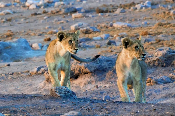 Két oroszlán kölykeit, nézett egy elefántot az etosha nemzeti parkban Namíbia — Stock Fotó