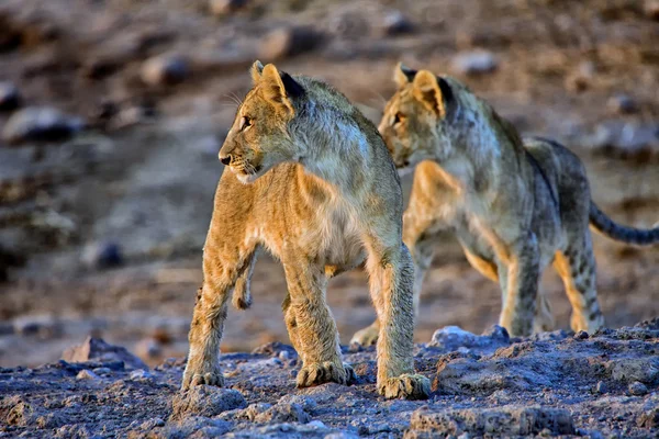 Dois filhotes de leão olhando para um elefante no parque nacional de etosha namibia áfrica — Fotografia de Stock